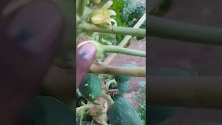 New technique of growing papaya kishan 123kishan foryou farming agriculture plants [upl. by Flynn]