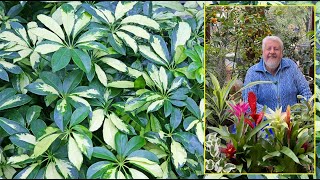 TOUT SUR LE SCHEFFLERA  L’ARBRE D’INTÉRIEUR LE PLUS FACILE À RÉUSSIR Le Quotidien du Jardin N°325 [upl. by Acirdna266]