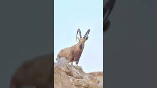 Markhor Spotted on a cliff shorts markhor ibex [upl. by Odnesor]