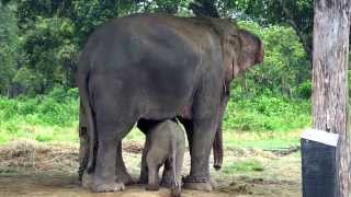 Cutest Baby Elephant Running to its Mom After Sensing Danger [upl. by Aerdua788]