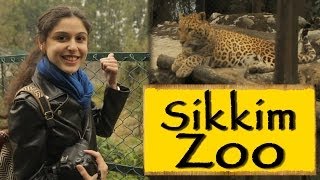 Himalayan Zoological Park Gangtok  Sikkim [upl. by Arenahs566]