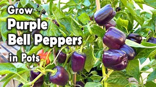 Grow Beautiful Purple Bell Peppers from Seed  Step by step guide on how to grow Bell Pepper in pots [upl. by Reube]