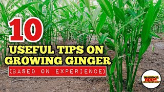 10 Useful Tips On How To Grow Ginger  Ginger Farming in the Philippines [upl. by Odraner495]