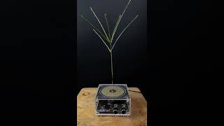 Experiment tesla coil  grass [upl. by Nerraf]