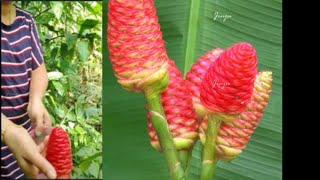 പ്രകൃതിദത്ത ഷാംപൂ  Natural shampoo and conditioner for Hair  Shampoo Ginger plant  മലഇഞ്ചി [upl. by Nodrog]