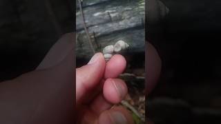 So many arthropods on a fallen tree artropodos insects snailworld [upl. by Mumford521]