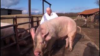 Des cochons gros comme des vaches [upl. by Annodam]