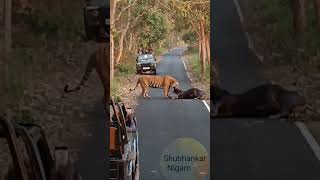 PILIBHIT TIGER KILLS A BULL LIVE ON CAMERA VIRAL VIDEO [upl. by Doraj]