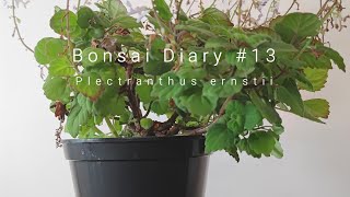 Bonsai Diary 13 Plectranthus ernstii  pruning flowers [upl. by Orola]