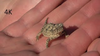 Texas Horned Lizard Horny Toad  4k  Episode 38 [upl. by Eimaraj]