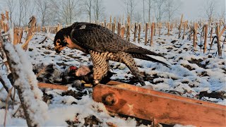 Falconry crow hunting snow edition 2023  Krähenbeize 2023  4K [upl. by Arratal]