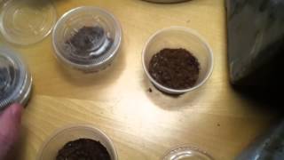 how to feed baby tarantulas or small spiders [upl. by Oderfliw425]