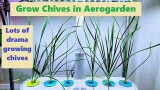 Grow Chives in Aerogarden  Lots of drama growing chives [upl. by Suzann935]