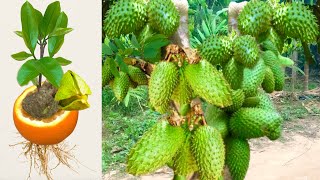 Great Technique For Grafting Soursop tree fast with chicken egg banana l How to grow Soursop trees [upl. by Purington]