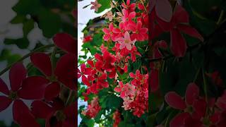 How to Grow Rangoon Creeper Madhumalti gardening terracegarden flower rangooncreeper [upl. by Drolyag82]