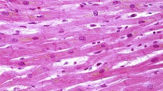 Human Physiology  Overview of Smooth and Cardiac Muscle [upl. by Giule]