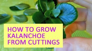 How to grow kalanchoe from cuttings [upl. by Aicatsan]