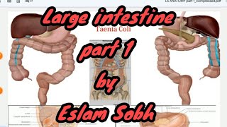 Large intestine Anatomy part 1  Eslam Sobh [upl. by Wolfson]