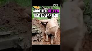 Arbeiter retten Elefant [upl. by Nnaoj]