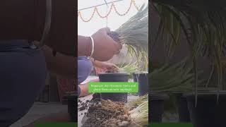 Spider Plant propagation ramratansevasadan gardentips terracegarden [upl. by Yanehs]