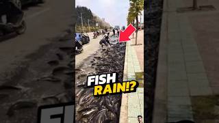 RUN If You See Fish Falling From The SKY😨 shorts animals [upl. by Hunger]