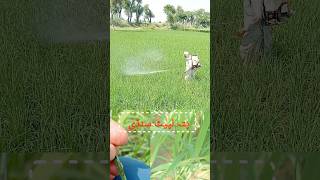 high pressure generator sprayer Rice insecticide applicationshortsviralshorts ytshortssubscribe [upl. by Harwin534]