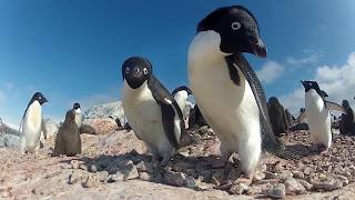 Penguins starving in East Antarctica behind the BBC news headlines [upl. by Mohl354]