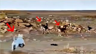 Mutts attacking wrong dogs and regretting straight after [upl. by Dauf]