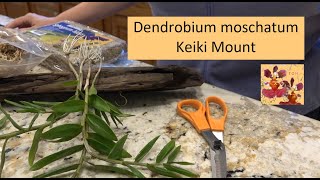 How to Mount Dendrobium Orchid Keikis  moschatum Orchid Mount to Weathered Wood  Species Orchid [upl. by Alrad]