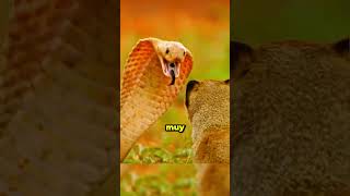 Mangosta vs serpiente una batalla increíble 😱 animals wildanimals mundoanimal animales [upl. by Sabine]