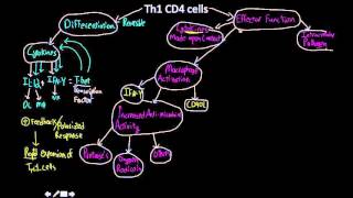 Th1 cells MAP [upl. by Lleraj764]