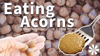 Eating ACORNS 🌰 How to Forage Store amp Cook Acorns [upl. by Lussi]