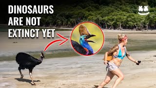 This Scary Bird Can Eat Humans The Cassowary The Last Surviving Dinosaur  How Does it Attack [upl. by Oijres122]