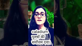 caladium homoeopathic medicine usescaladium seg 1m caladium 30ch uses shorts viral [upl. by Roybn]