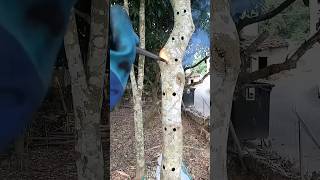 The Aquilaria trees are intentionally wounded to quickly obtain natural agarwood resin agarwood [upl. by Annaya213]