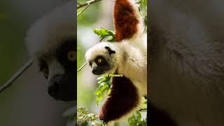 Facts about Sifaka lemur  wildlife shorts [upl. by Bible622]