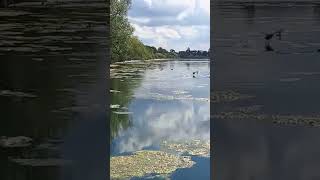 etangdesaintquentinenyvelines des foulques dans ce superbe paysage et reflet nature oiseaux [upl. by Pish597]