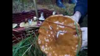 GIANT slippery jack edible mushroom [upl. by Yrkcaz]