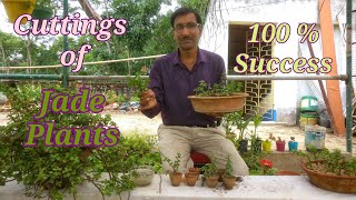 How to Grow Jade Plants from Cuttings  Propagation of Jade plant [upl. by Rodama]