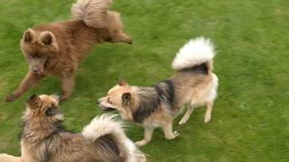 Full Grown Pomskies Playing Outside [upl. by Pfister]