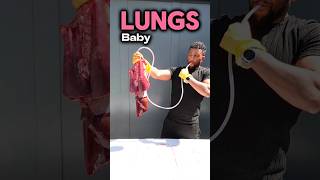 Inflating Lungs biology class [upl. by Eecats]