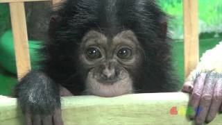 아기 침팬지  Baby Chimp [upl. by Greiner324]