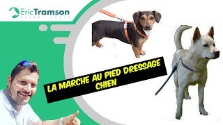 Tuto  Dressage de chien La marche au pied [upl. by Amsirac433]