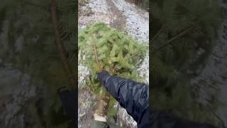 Cutting down a christmastree in the forest 🌲christmas christmastime pacificnorthwest pnw [upl. by Enautna494]