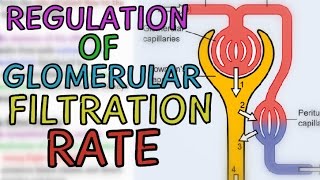 Regulation of Glomerular Filtration Rate GFR  Extrinsic and Intrinsic Mechanisms [upl. by Faina]