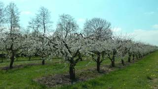 NETHERLANDS Springtime in De Betuwe Gelderland hdvideo [upl. by Aikas]