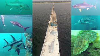 IFISH  Fishing the LONGEST JETTY in the Southern Hemisphere we lost count of the species [upl. by Nylidam]