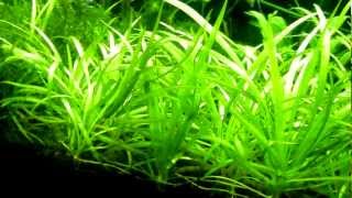 Dwarf Sagittaria Sagittaria subulata Carpet [upl. by Nahsab]