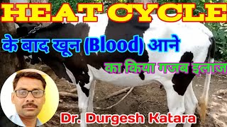 🌹🐂🌹Metestrus bleeding in cow 🌹🐂🌹 Grow Wet Man by Dr Durgesh Katara [upl. by Aniger]