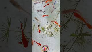 Mixed Tank kerala malayalam fish breeding pets shorts motivation business food petshorts [upl. by Aihseuqram]